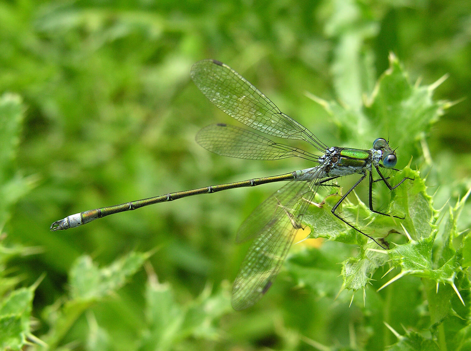 Male Lestes sponsa by David Kitching